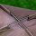 Haustierbett mit Baldachin, klappbar, Hundeliege, Outdoor-Hundebett, Mesh-Stoff, Braun + Schwarz
