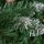 Künstlicher Weihnachtsbaum 180 cm Kieferbaum künstlich mit 59 Zapfen, Schnee, 1111 Spitzen für drinnen