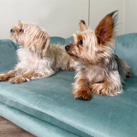 Haustiersofa für mittelgroße und große Hunde bis 25 kg, robustes Holz, gepolstert, Grün
