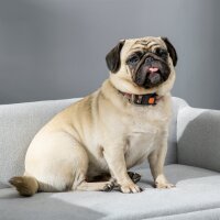 Hundesofa aus Samt mit Rückenlehne Hundebett Holzbeine für mittle Hunde 82 x 54 x 36 cm Hellgrau