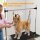 Hundepflegetisch Höhenverstellbar Tierpflegetisch Klappbar Hunde Pflegetisch Hundefriseur Tisch Schertisch Trimmtisch mit Unterkorb für Hunde Katzen bis zu 100 kg Schwarz