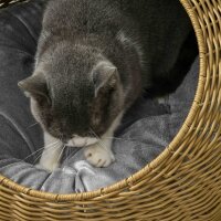 Katzenhöhle mit waschbarem Kissen, für Tiere bis 4 kg, Indoor, Kunst-Rattan, Ø50 x 31 cm, Hellbraun