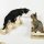 Kletterwand-Set für Katzen, 4-teilig, mit Katzentreppe, Hängematte, Plattform und Kratzbaum, Beige