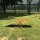 Hundewippe für Agility Training, rutschfest, bis 50 kg belastbar, 180 x 30 x 30 cm