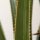 Künstliche Yucca groß 190cm Kunstpflanze, Plastik Künstliche Pflanze im Topf, 17 x 17 x 190 cm Smaragdgrün