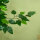 Ficusbaum Kunstpflanze, naturgetreu, 150 cm hoch, mit Topf, Grün