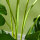 Kunstpflanze Realistische Kunstpflanze Monstera Deliciosa,1 Übertopf und Zementerde,17,5 cm x 17,5 cm x 120 cm, Grün