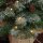 Weihnachtsbaum mit LED-Beleuchtung, 60 cm, Tannenzapfen und rote Beeren, inkl. Ständer, Grün/Weiß