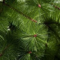 Künstlicher Weihnachtsbaum 210 cm Haken-Weihnachtsbaum mit 505 Spitzen mit silbernen Akzenten Christbaum Weihnachtsdeko inkl. Metallständer für drinnen